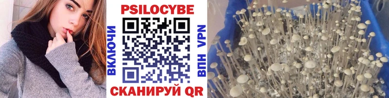 blacksprut ТОР  Юхнов  Псилоцибиновые грибы Psilocybine cubensis 